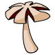 mushroom13-3428750